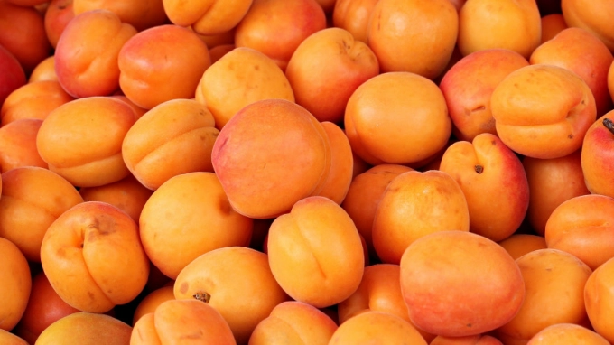 В двух тоннах узбекских абрикосов в  Пулково нашли личинку опасного насекомого