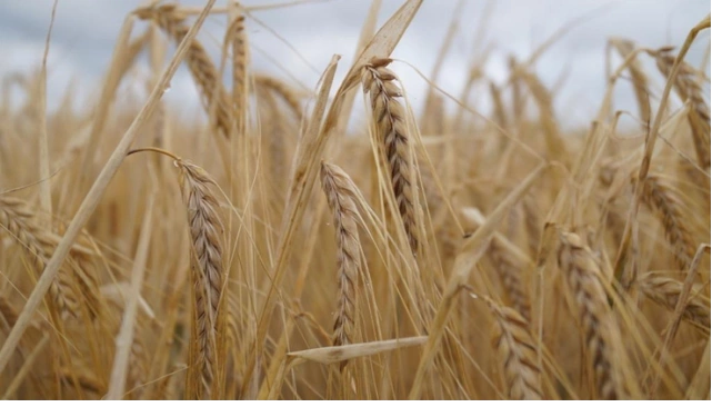 Цены на пшеницу на рынке РФ продолжили быстрый рост