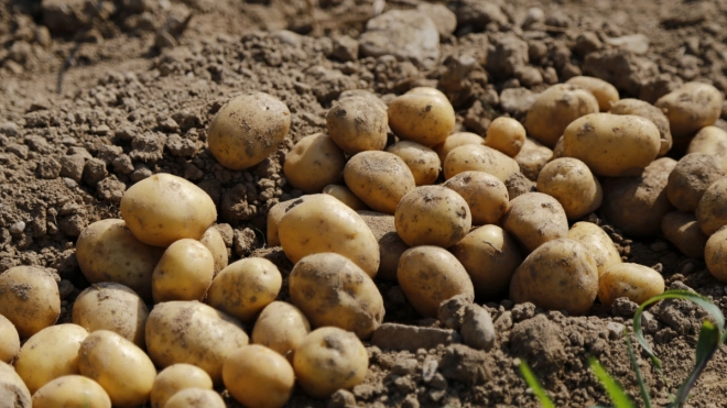За год в Ленобласти удалось собрать более 375 тонн картофеля и других овощей