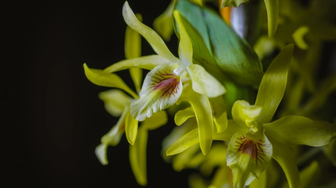 В Ботаническом саду 25 декабря расцветут орхидеи и бромелии