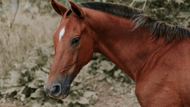 Полиция проводит проверку по факту нападения лошади на мальчика в Шуваловском парке