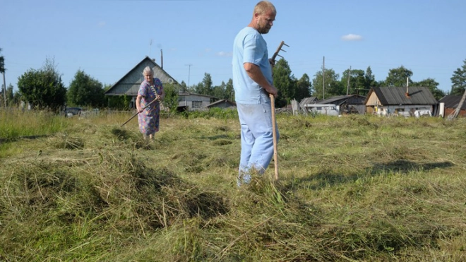 Ленобласть направит 80 млн рублей фермерам