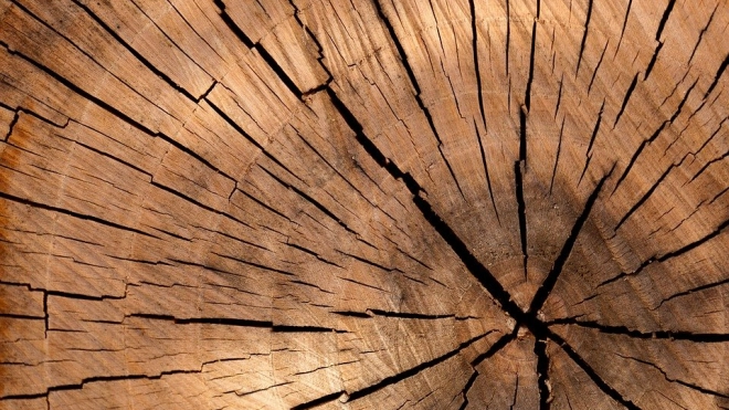 Производители мебели просят ограничить вывоз древесного сырья из России 