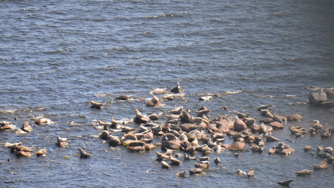 В Финском заливе пересчитали серых тюленей