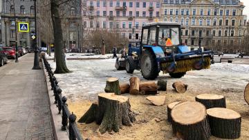 В Ново-Манежном сквере вырубили деревья