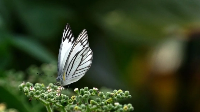 Исследователи СПБГУ обнаружили первый пример скрещивания далеких видов бабочек 