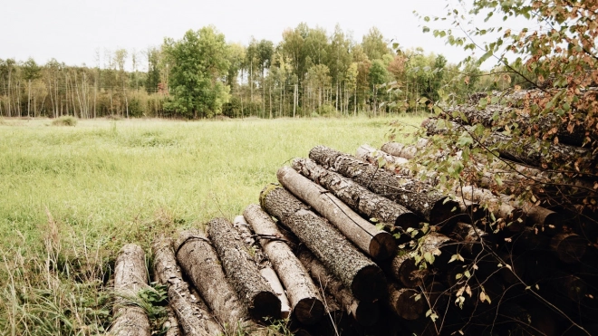 Олигарх предложил приватизировать российский лес