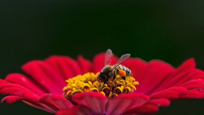 Цветы выделяют больше аромата в ответ на электрический заряд от прикосновения пчелы 