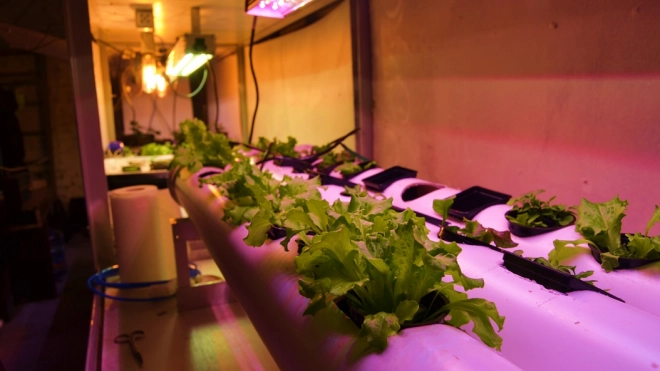 В Петербурге изобрели "цифровую ферму", которая выращивает овощи с использованием ПО