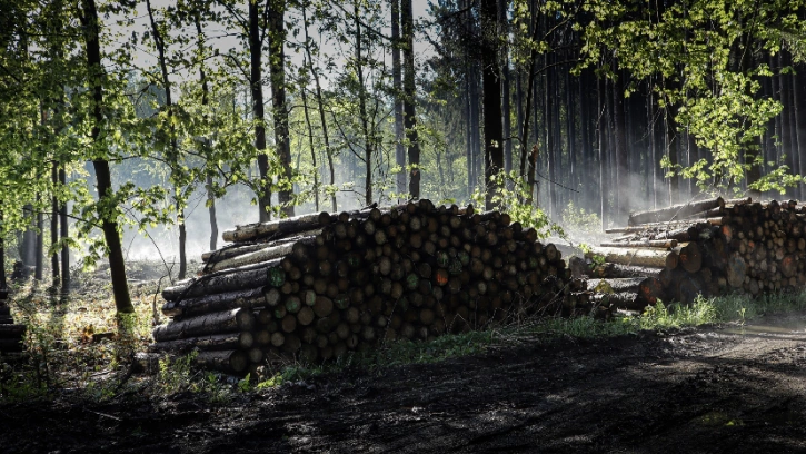 Жители Кудрово возмущены вырубкой деревьев в зеленой зоне 
