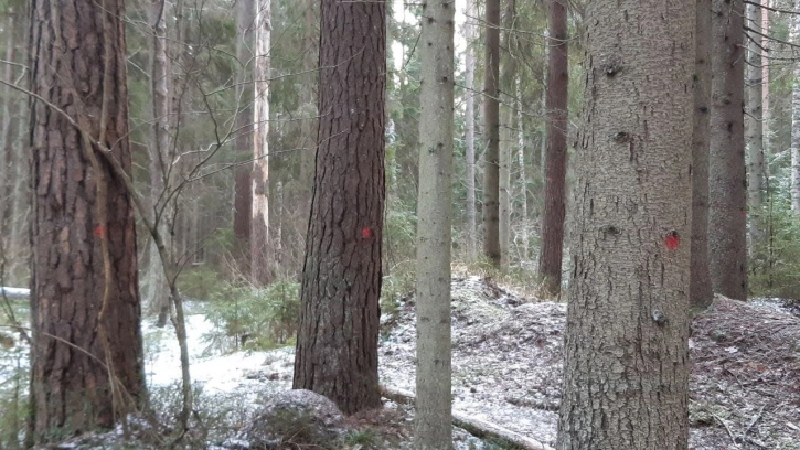 Жители Зеленогорска опасаются вырубки деревьев в еловом лесу 