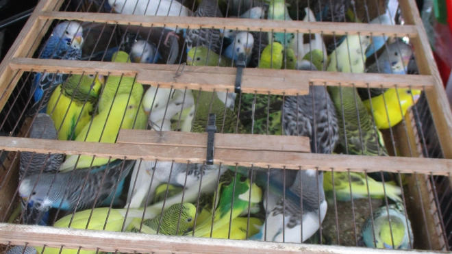 В Пулково прошли контроль 380 волнистых попугайчиков