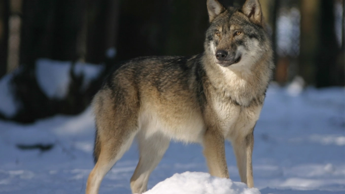 В Тихвинском районе волк разорвал собаку