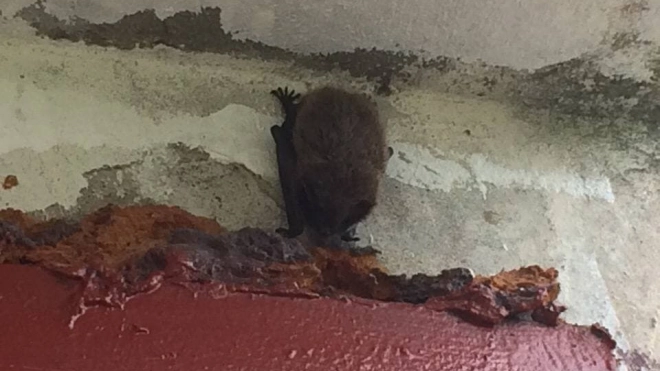 Жители Парнаса заметили на фасаде дома летучую мышь