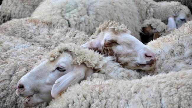 В Волосовском районе Ленобласти возник очаг оспы овец и коз