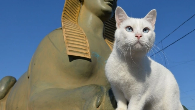 На международной премии "Мой ласковый и нужный зверь" отметили петербургского кота Ахилла из Эрмитажа