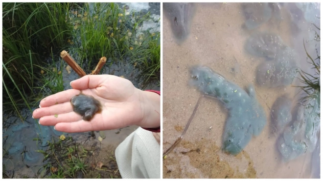 Жителей Ленобласти напугали водоросли в Лемболовском озере