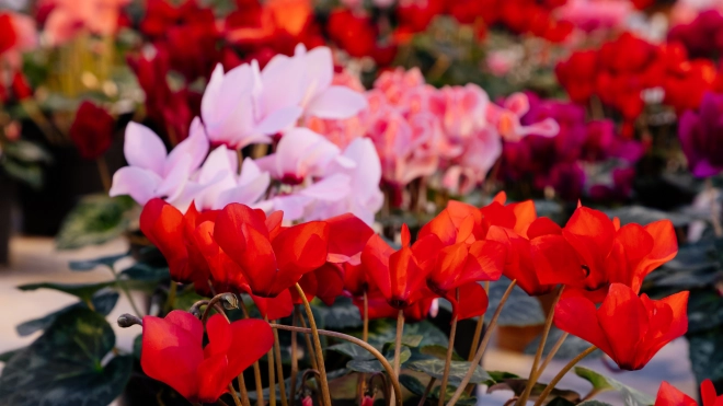 В этом году в Петербурге высадят более 4,5 млн летних цветов