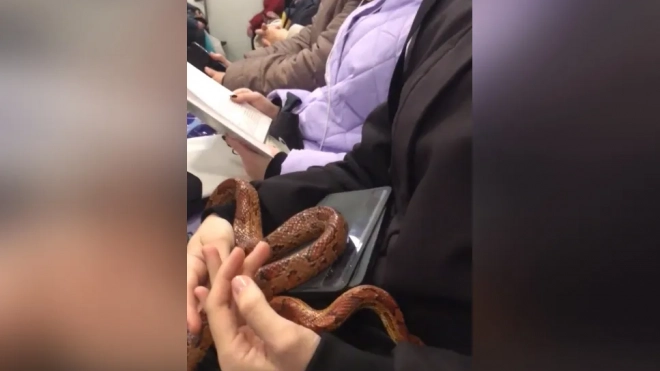 Эксперт рассказал, чем опасна поездка со змеей в метро