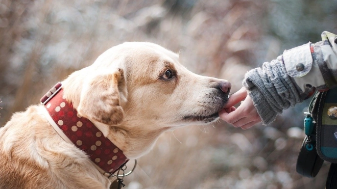 Ученые из Венгрии доказали, что собаки могут узнать хозяина по одному только голосу 