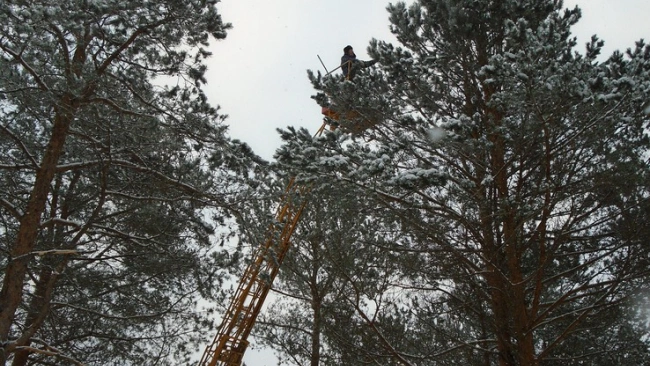 В Ленобласти за 2 месяца собрано 600 кг шишек для воспроизводства лесов