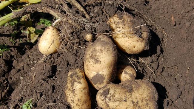 Минсельхоз: для роста урожая картофеля в 2022 году созданы хорошие предпосылки
