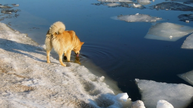 Жителям Петербурга рассказали, как помочь провалившемуся под лед