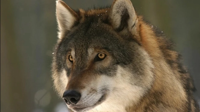 Почти полсотни волков подстрелили в Ленобласти с начала сезона охоты 