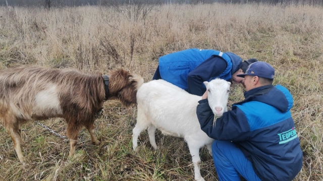 В Волосовском районе Ленобласти отменен карантин по оспе коз и овец