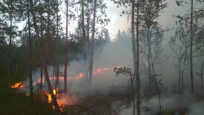 В Карелии бушует 25 лесных пожаров, в республику прибывают огнеборцы из других регионов