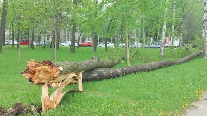 Спасатели рассказали о последствиях сильных ливней в Петербурге