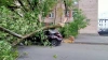 Штормовой ветер повалил в Петербурге 30 деревьев