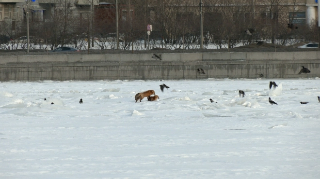 На льду Невы заметили пару лисиц