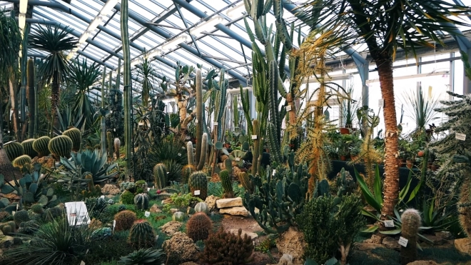 Редкий кактус украли в Ботаническом саду Петербурга