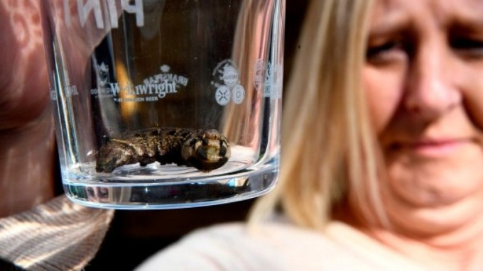 Британцы обнаружили жуткое существо с клыками, клювом и органами наружу