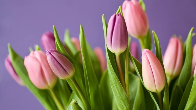 Петербургская таможня пропускает фуры с цветами к 8 марта