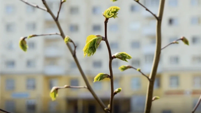 Синоптики обещают теплый, но пасмурный март в Петербурге