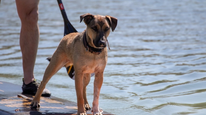 В Южном пруду петербуржцы прокатились на сапах вместе с собаками