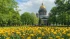 В Петербурге зацвели тюльпаны 