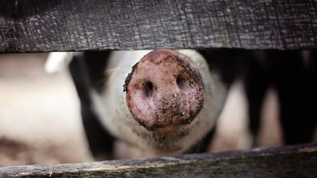Ввоз свинины в РФ по итогам года вырастет в 1,5 раза