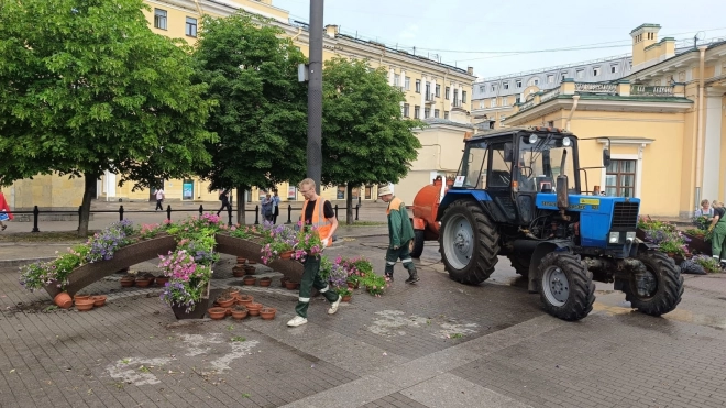 В Петербурге высадили почти 1 млн цветов