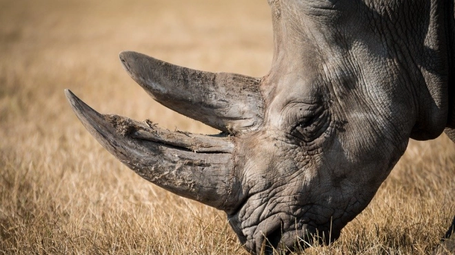В Китае исследователи нашли гигантского предка современных носорогов 