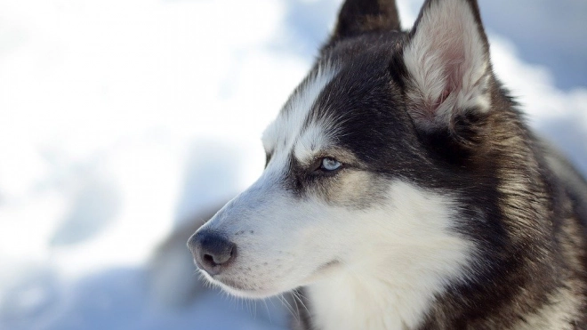 Торговля оказала существенное влияние на появление современных сибирских собак 
