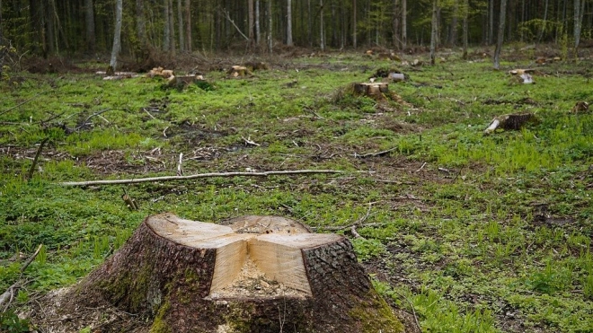 Минприроды просит ежегодно выделять на борьбу с "черными лесорубами" 4,75 млрд рублей 