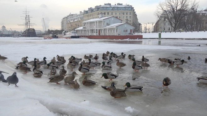 Петербуржцам раскрыли секрет, почему утки не мёрзнут в ледяной воде