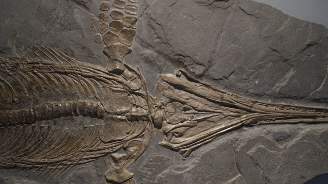 В геопарке "Ундория" обнаружили останки двух ихтиозавров 