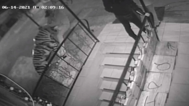В Петербурге ищут вандала, который отломал статуе тигра голову