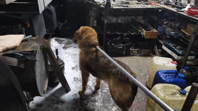 В Ленобласти спасли собаку, застрявшую в кессоне гаража