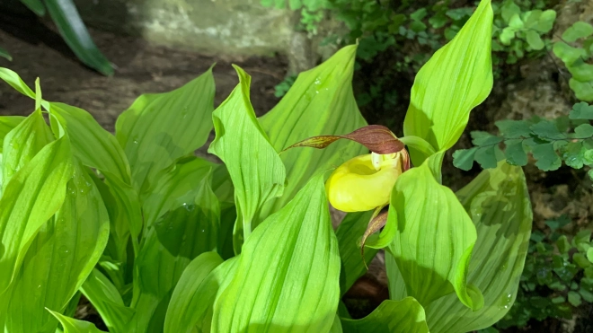 В Ботаническом саду представили редкий вид орхидей из Красной книги