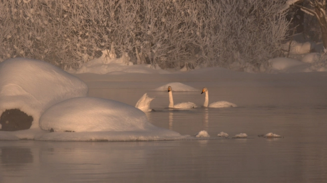 В Приозерске на реке Вуокса зимуют около 20 лебедей-кликунов